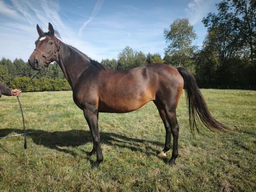 Pouliniere EPONA DES GRANGES