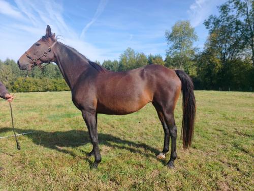 Pouliniere EPONA DES GRANGES