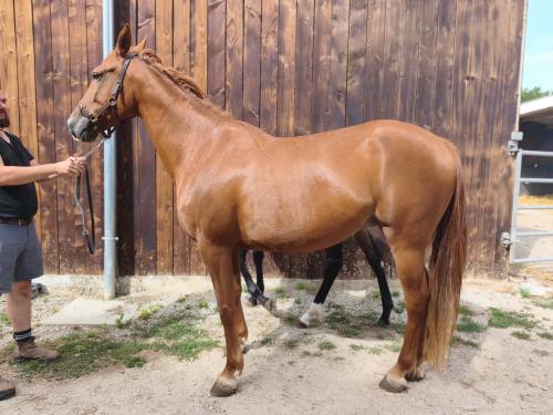Pouliniere HONG KONG STAR