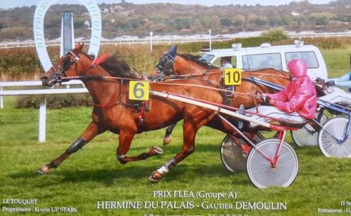 Pouliniere HERMINE DU PALAIS