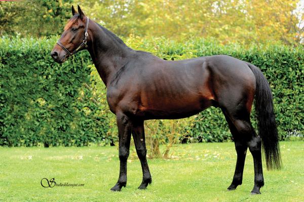 Photo Deux produits en lice : une victoire et un placé pour DOBERMAN