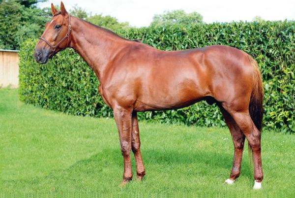 Photo ROYAL DREAM : 8 vainqueurs et 15 placés Photo ROYAL DREAM : 8 vainqueurs et 15 placés
