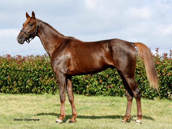 Photo Un placé pour un produit de Gout Baroque dans le Prix des Flancs