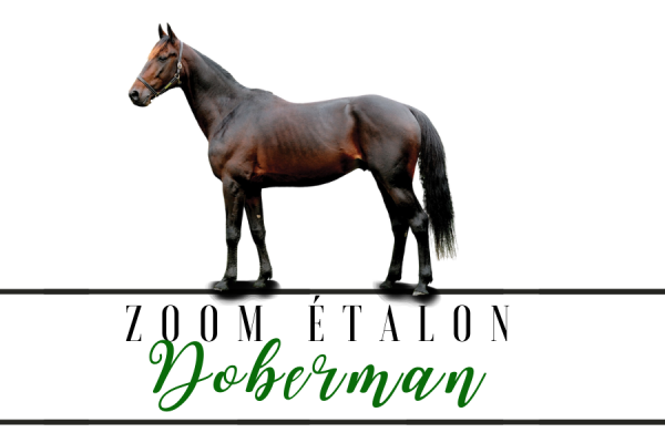 Photo Zoom Etalon : DOBERMAN