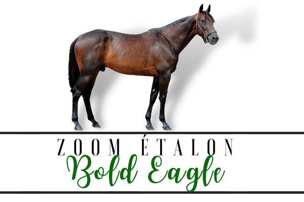 Photo Zoom Etalon : BOLD EAGLE