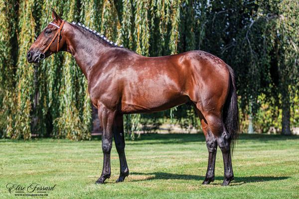 Photo HOKKAIDO JIEL remporte un Groupe III à Vincennes !