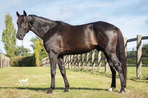 Photo GAMAY DE L'ITON gagne à Vincennes