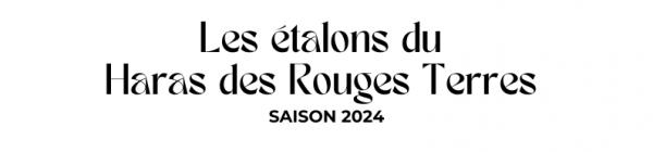 Photo Les étalons du Haras des Rouges Terre - Saison 2024