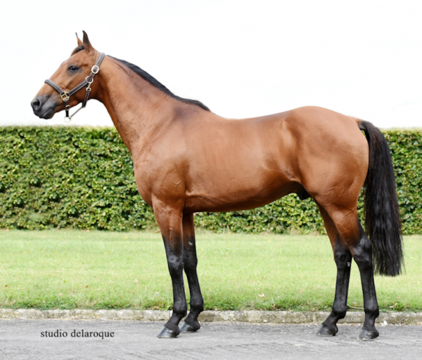 Photo IGREC DE CELLAND : 2e au Prix de la manche ! Photo IGREC DE CELLAND : 2e au Prix de la manche !