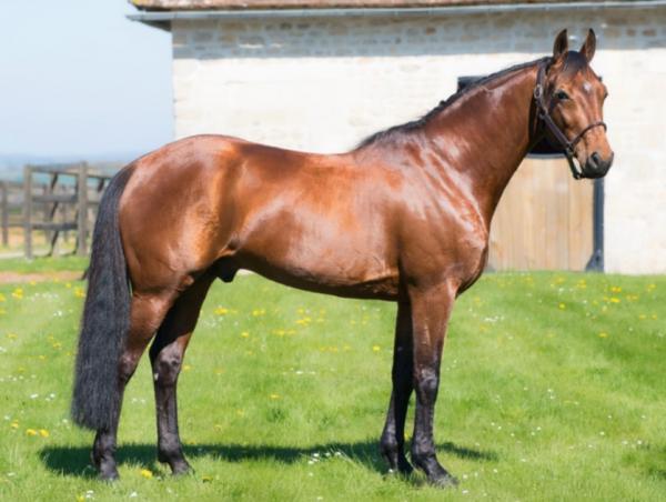 Photo IGREC DE CELLAND : l'étalon star s'illustre avec une victoire à la Prairie